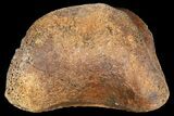 Fossil Hadrosaur Phalange - Alberta (Disposition #-) #134515-3